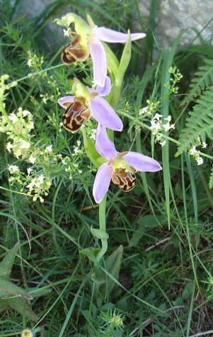 Ophrys apifera?